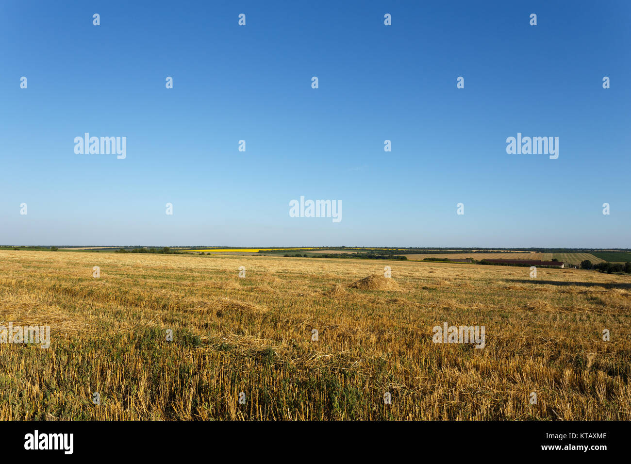 In pendenza del campo di grano al tramonto sotto il cielo chiaro Foto Stock
