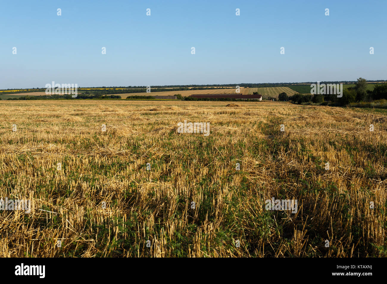 In pendenza del campo di grano al tramonto sotto il cielo chiaro Foto Stock