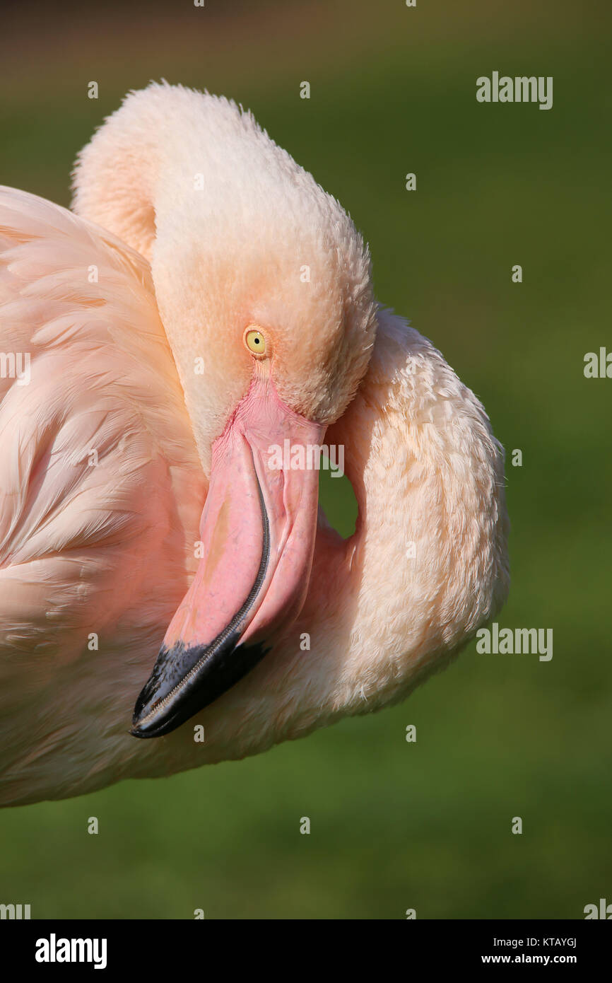 testa studiare fenicottero rosa o fenicottero europeo rosa fenicottero roseo Foto Stock