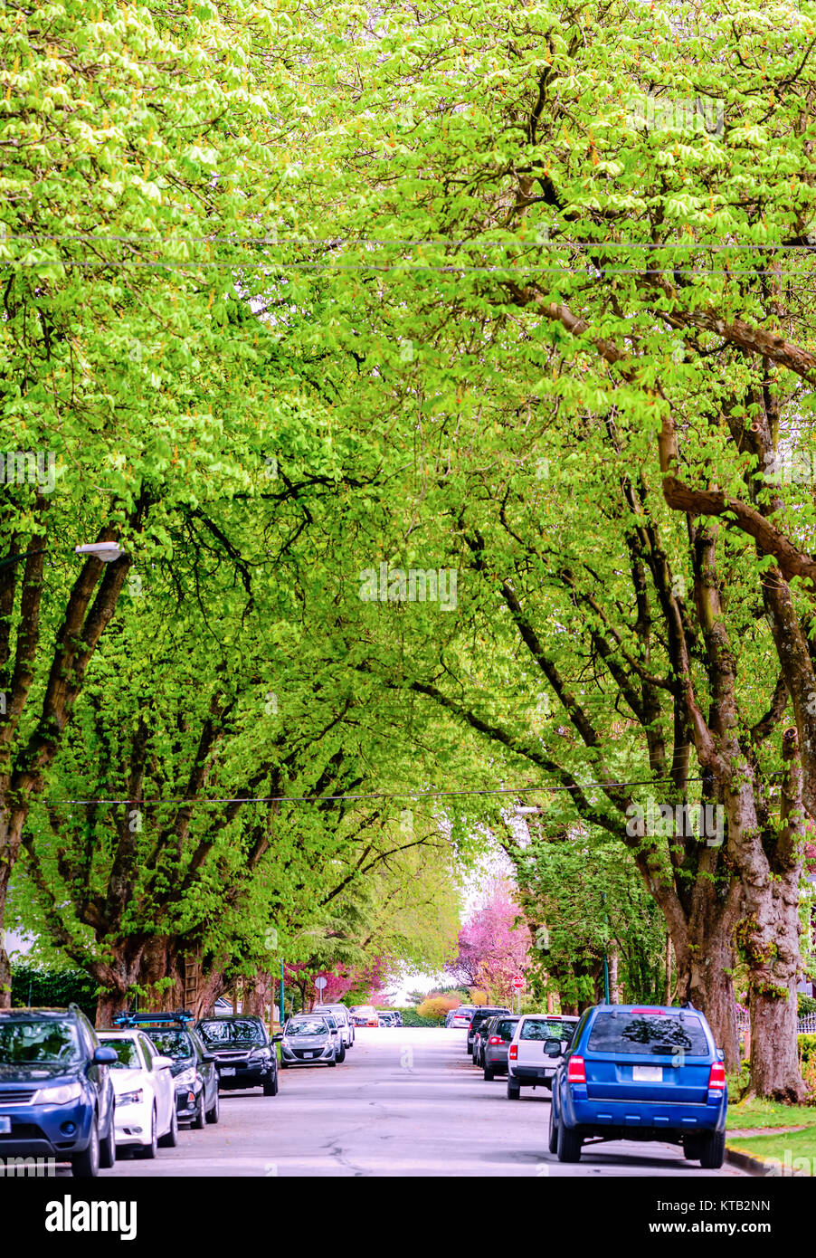 La strada di città ricoperta con enormi alberi verdi e le auto parcheggiate e le banchine Foto Stock