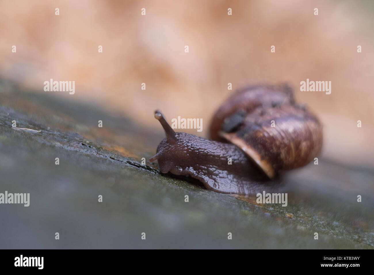 Close-up con vite schneckenhaus Foto Stock