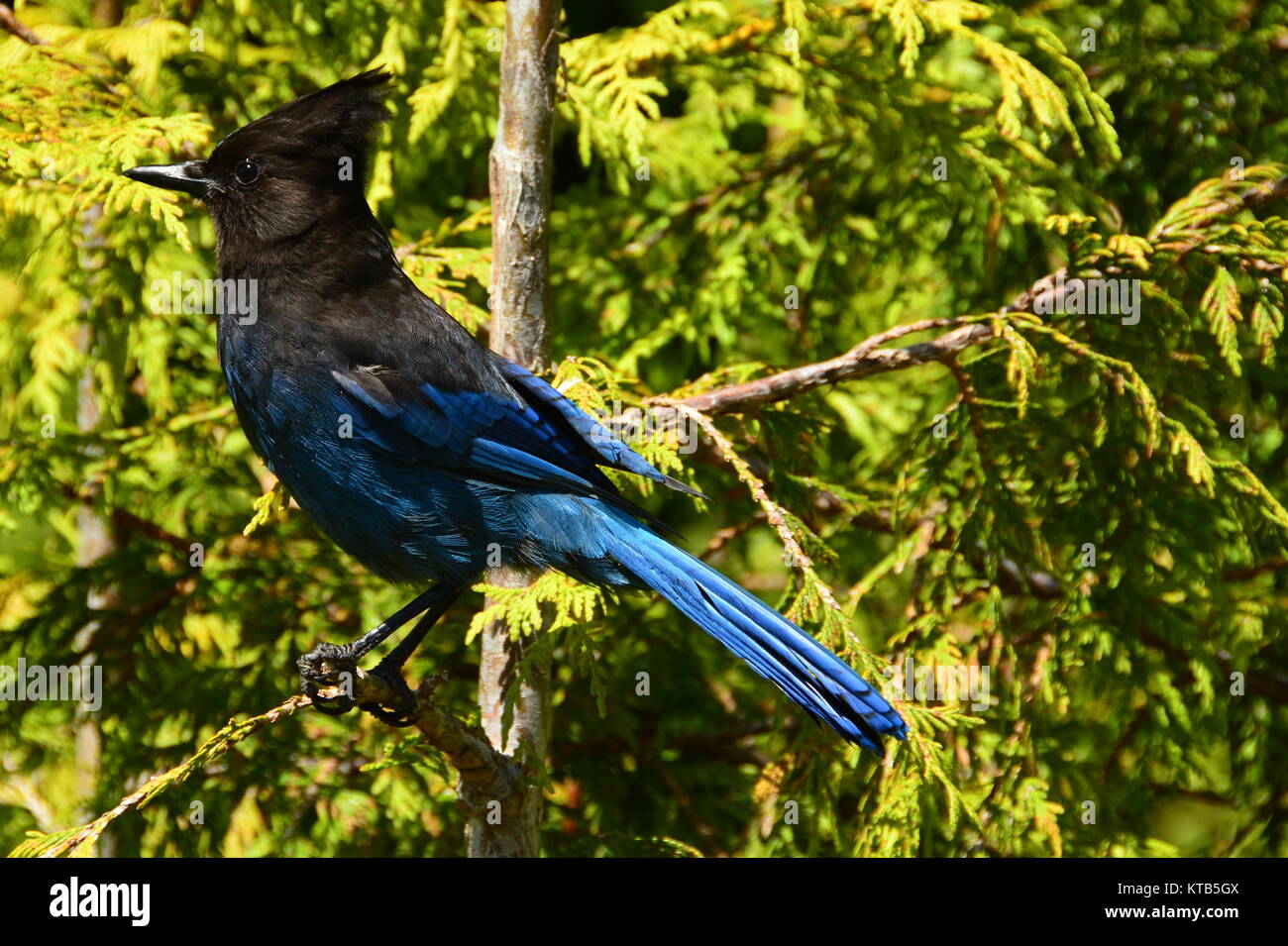 Ritratto di una bella Stellars Jay appollaiato su un ramo. Foto Stock