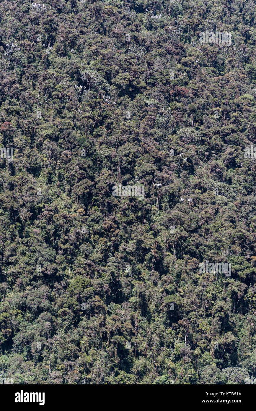 Carpish Cloud Forest,Huanuco dipartimento,Perù,America del Sud. Foto Stock