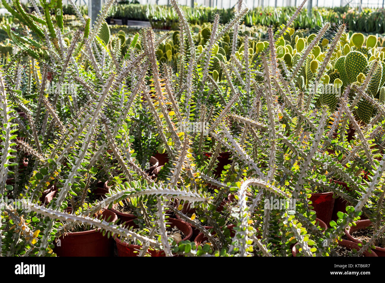 Cactus e piante grasse plantation in vivaio, Euphorbia close up Foto Stock
