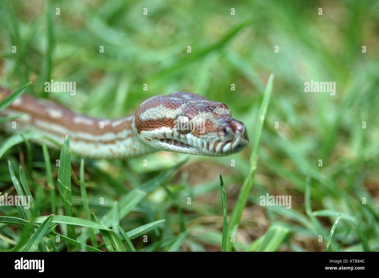 Australian tappeto centrale Python, Morelia bredli, nell'erba Foto Stock