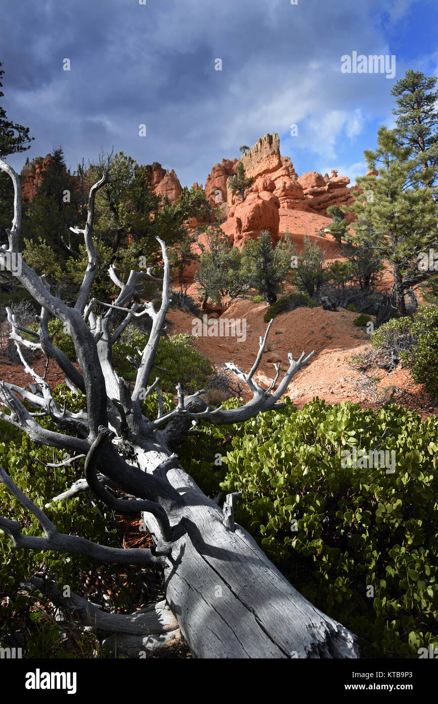 Rosso vicino Canyon Bryce Canyon dello Utah. Un albero morto in terra rossa su un pendio nel canyon in UT. Foto Stock