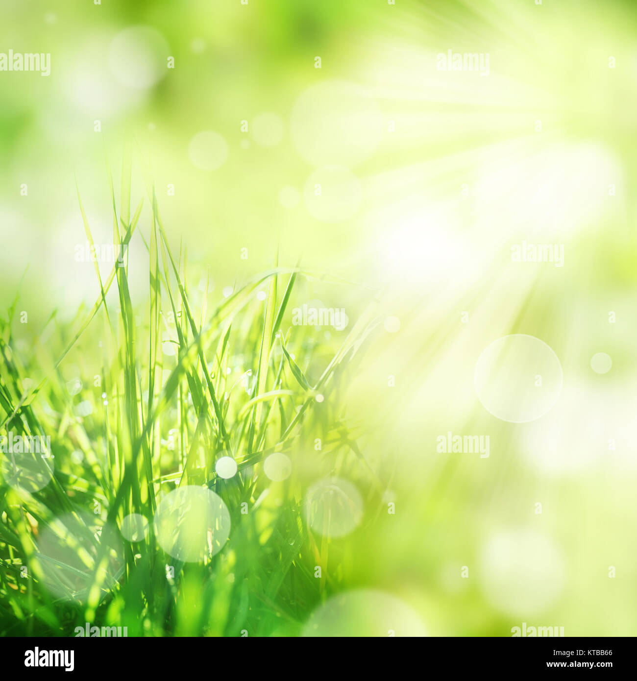 Verde brillante background a molla con erba e effetti bokeh di fondo Foto Stock