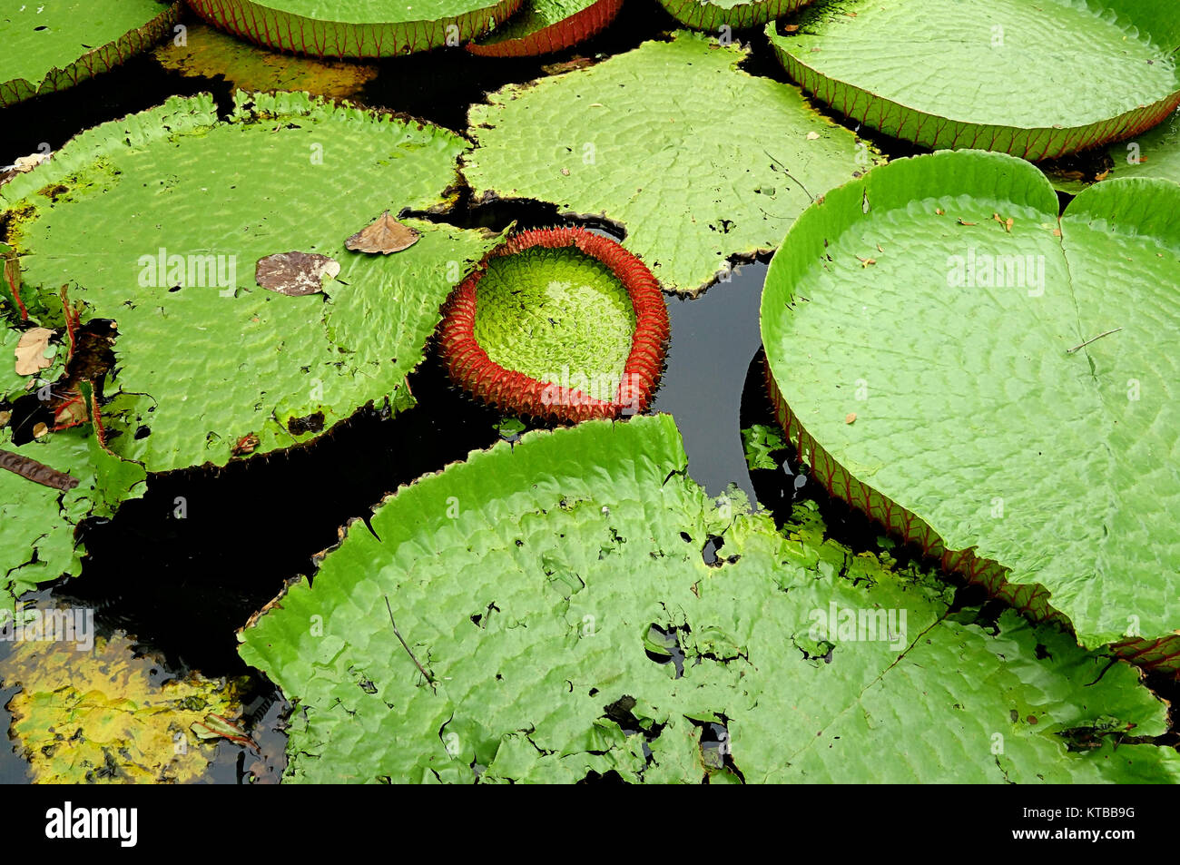 Acqua lilly lago natura giorno Foto Stock