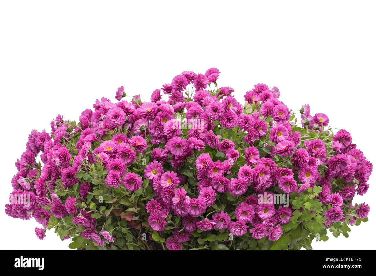 Bouquet di fiori di crisantemo, isolato su sfondo bianco Foto Stock