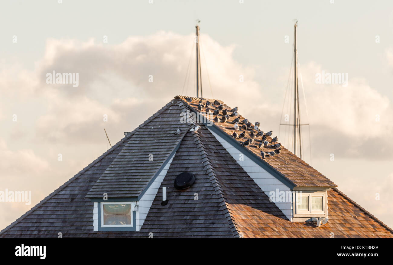 Gli uccelli sulla falda di un tetto in cerca di un ricovero dauno vento freddo in sag harbor, NY Foto Stock