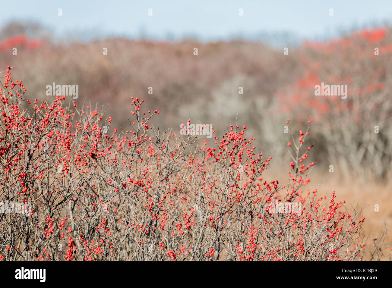 Le piante con i frutti a bacca rossa su una caduta nel giorno montuak, NY Foto Stock