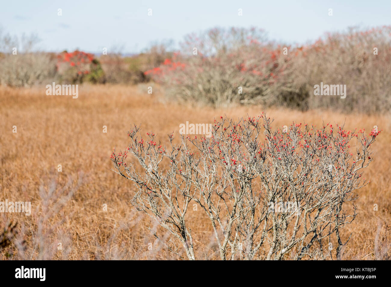 Le piante con i frutti a bacca rossa su una caduta nel giorno montuak, NY Foto Stock