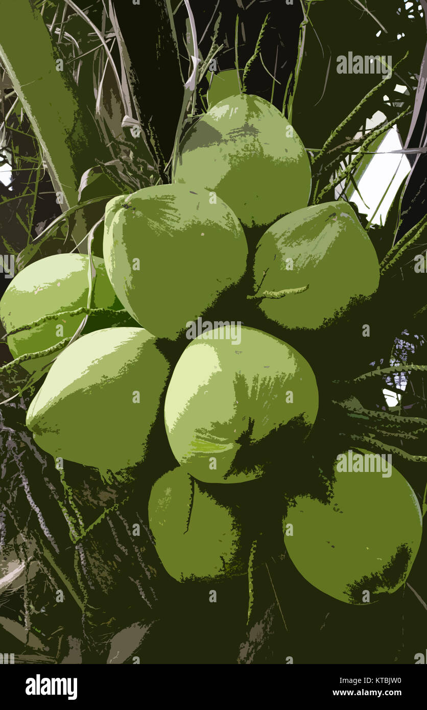 Coconut Grove verde illustrazione di cocco Foto Stock