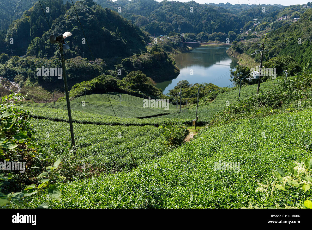 La piantagione di tè in cima Foto Stock