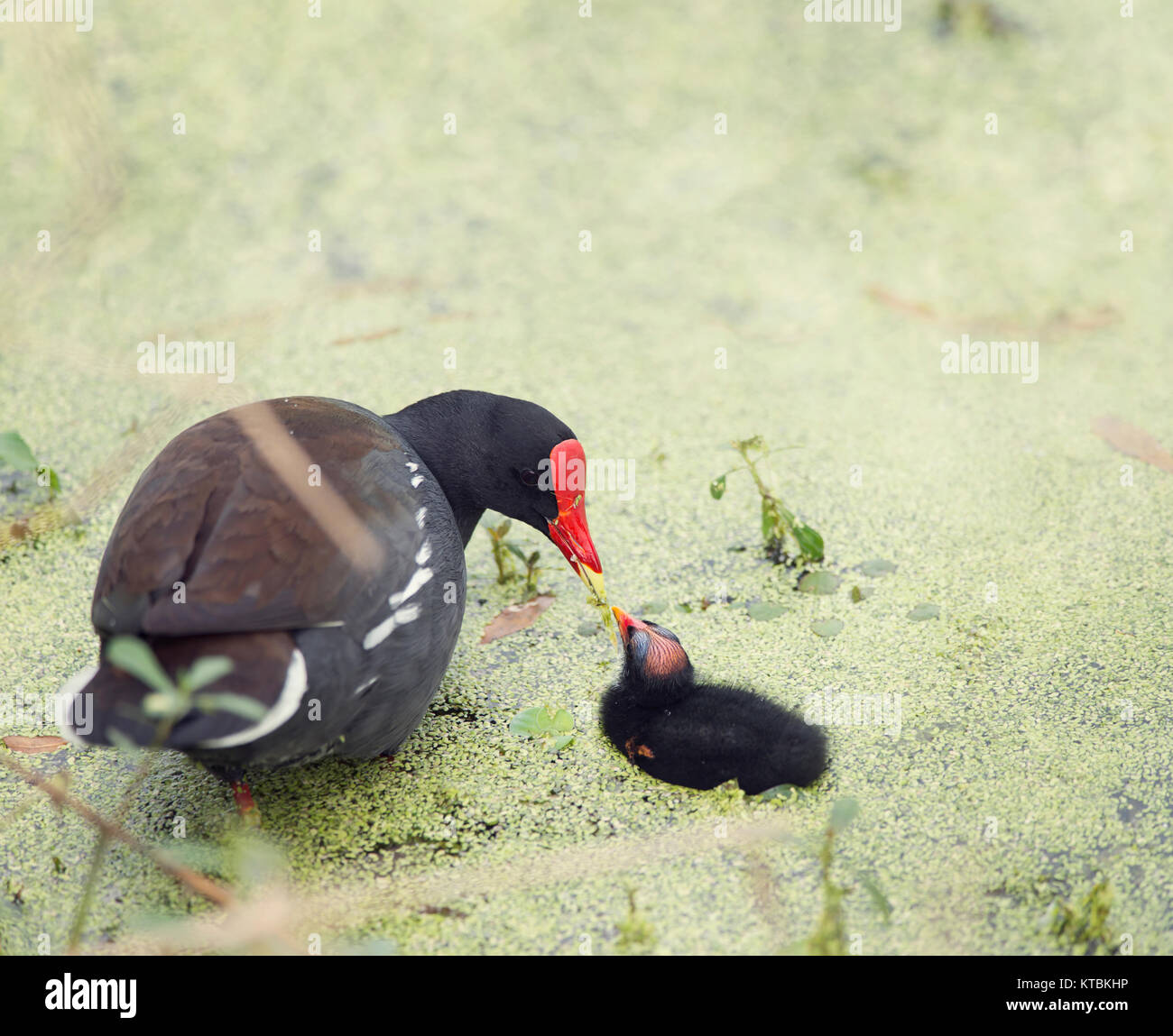 Pollo Sultano comune con un pulcino Foto Stock