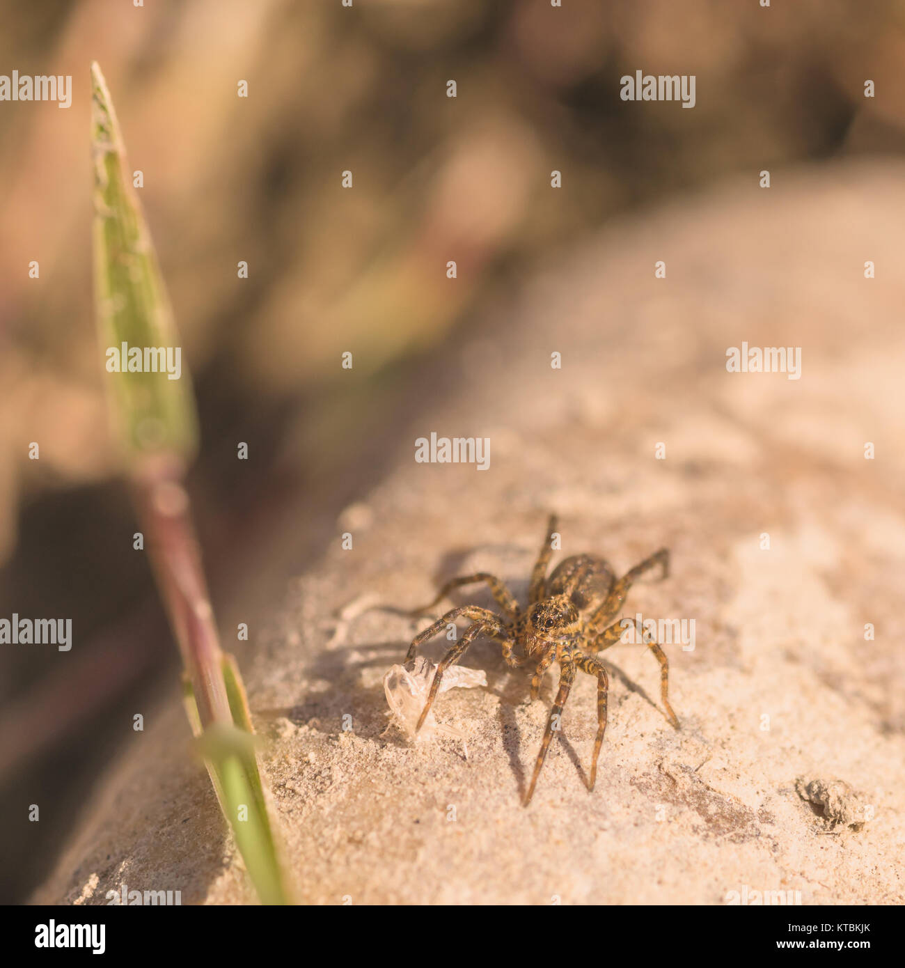 Esecuzione di ragno granchio seduta su roccia Foto Stock