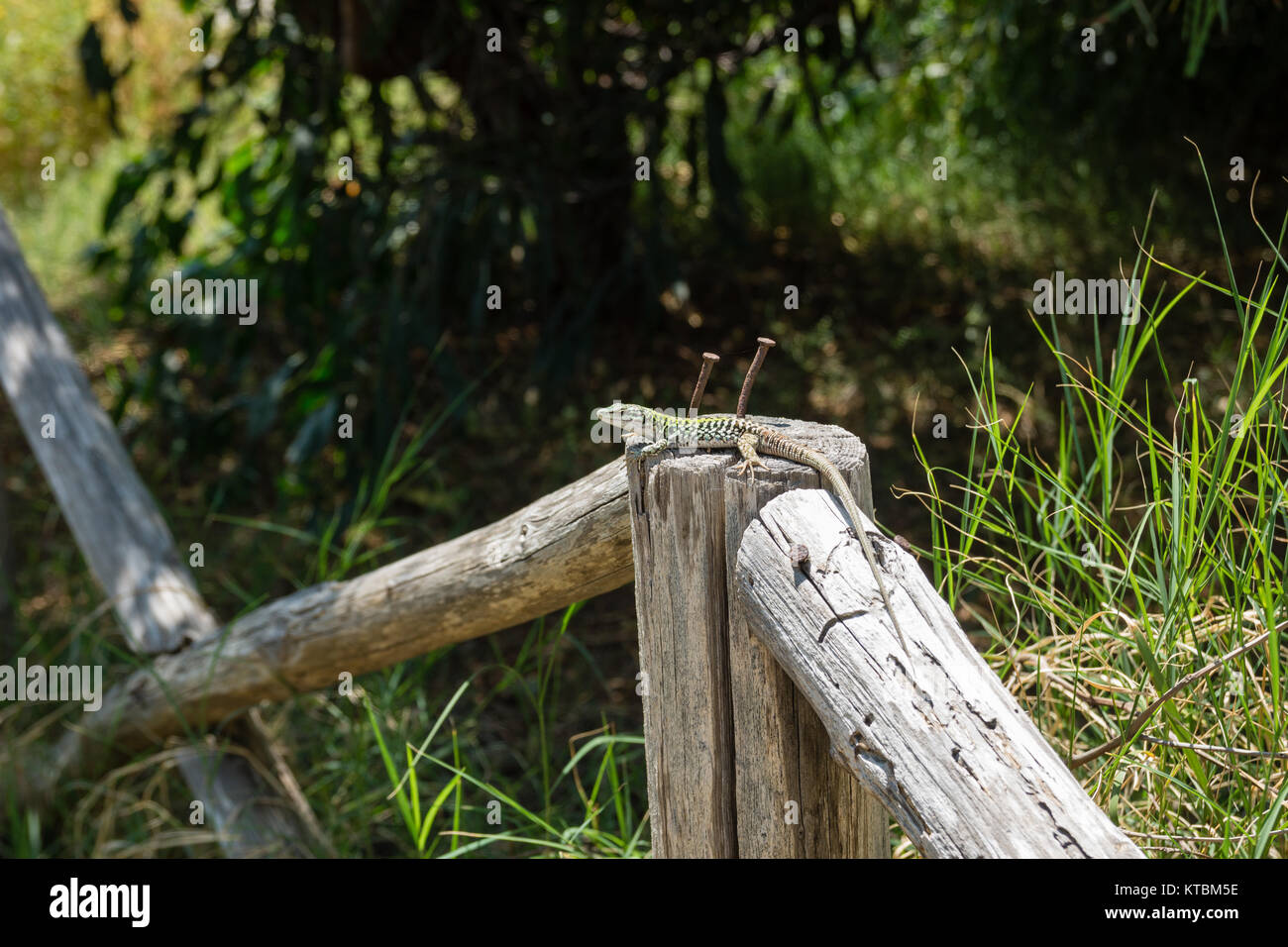 Una lucertola a prendere il sole su una trave Foto Stock