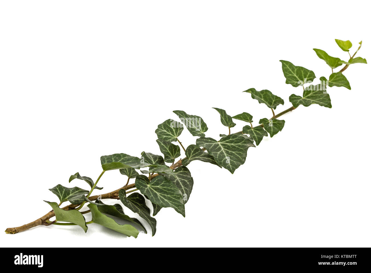Verde ramo di edera, isolato su sfondo bianco Foto Stock