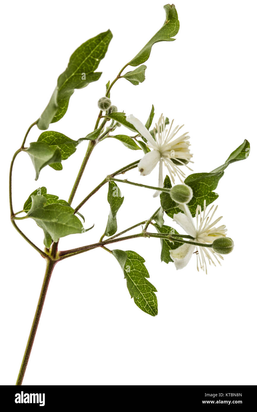 Fiori e foglie di Clematis , lat. Clematis vitalba L., isolati su sfondo bianco Foto Stock