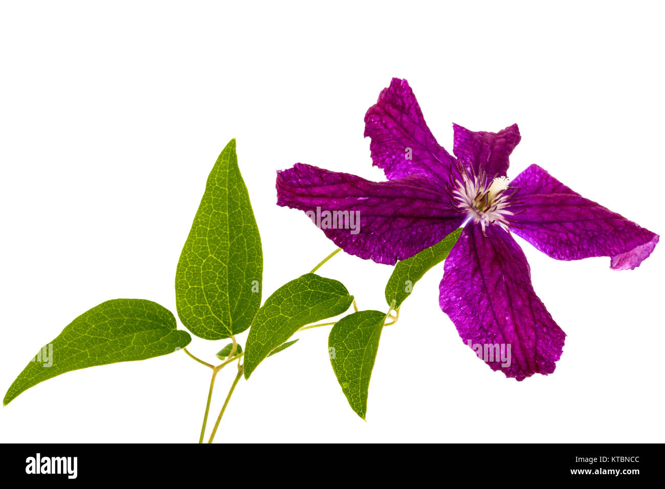 Viola la clematide fiore, isolati su sfondo bianco Foto Stock