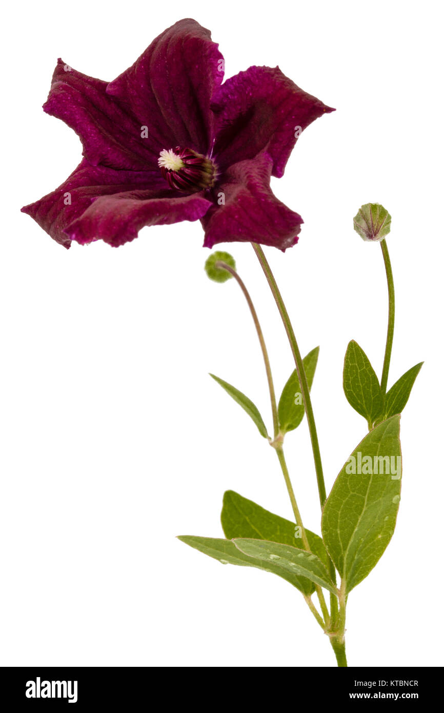 Viola la clematide fiore, isolati su sfondo bianco Foto Stock