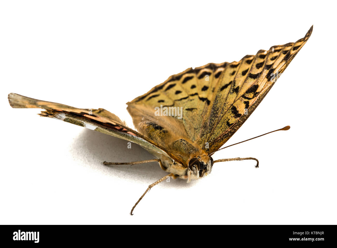 Butterfly Silver-Washed fritillary, lat. Argynnis paphia, isolato su sfondo bianco Foto Stock
