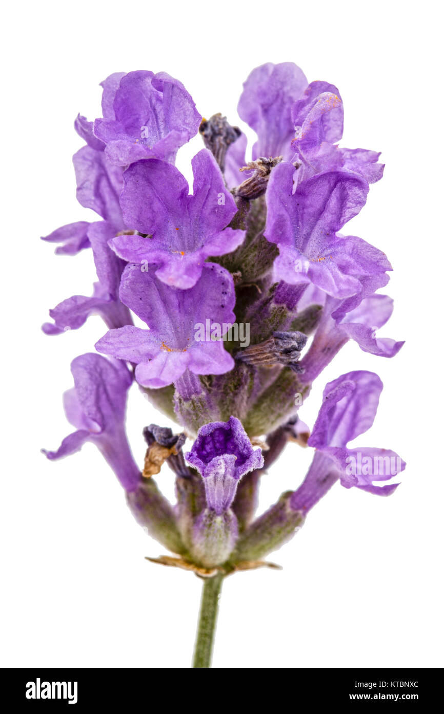 Fiori di lavanda viola, isolato su sfondo bianco Foto Stock