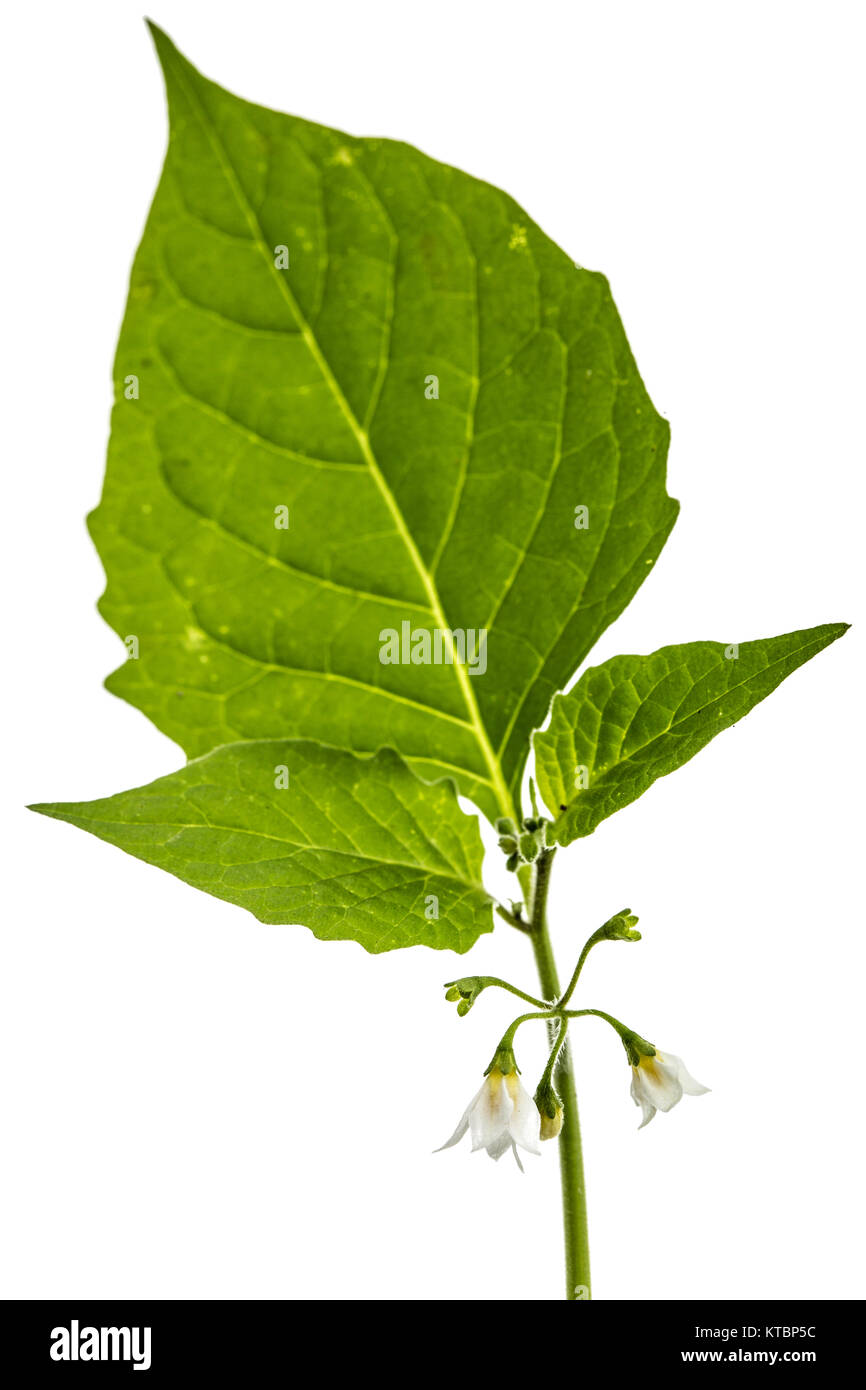 Fiori e foglie di erba morella, lat. Solanum nígrum, pianta velenosa, isolato su sfondo bianco Foto Stock