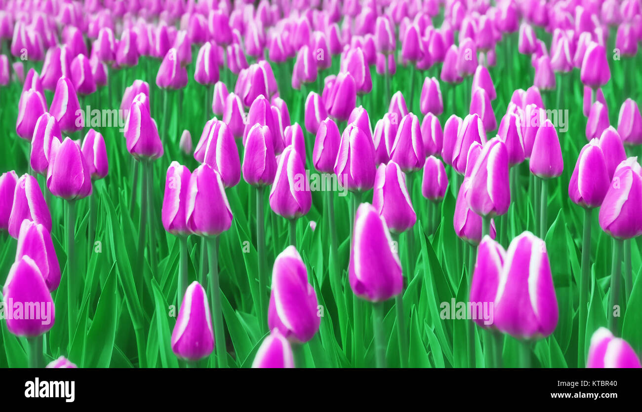 Sfocatura morbida viola Campo di tulipani Foto Stock