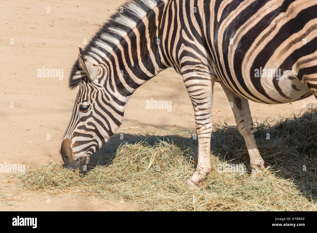 Chapman Zebra mangiare erba, Equus burchelli Chapmani Foto Stock