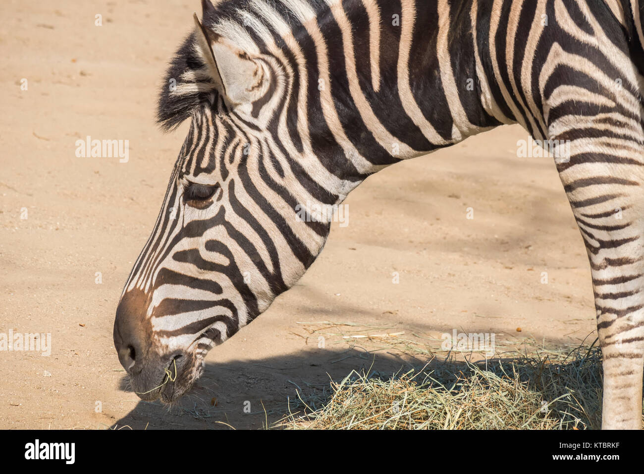 Chapman Zebra mangiare erba, Equus burchelli Chapmani Foto Stock