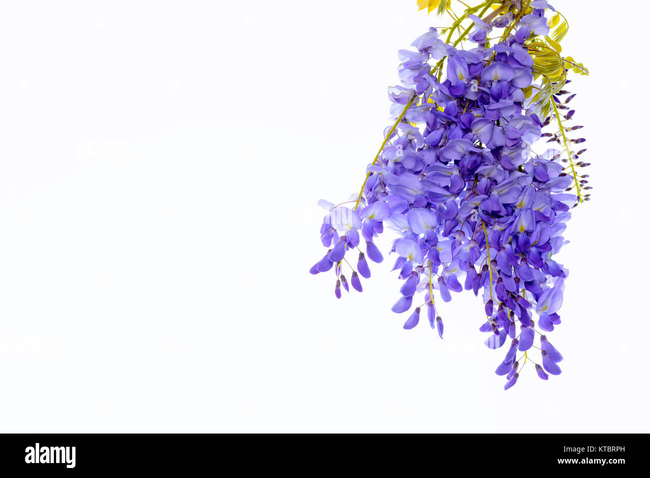 Il Glicine fiori, foglie verdi confine per un angolo di pagina su uno sfondo bianco. elemento decorativo Foto Stock