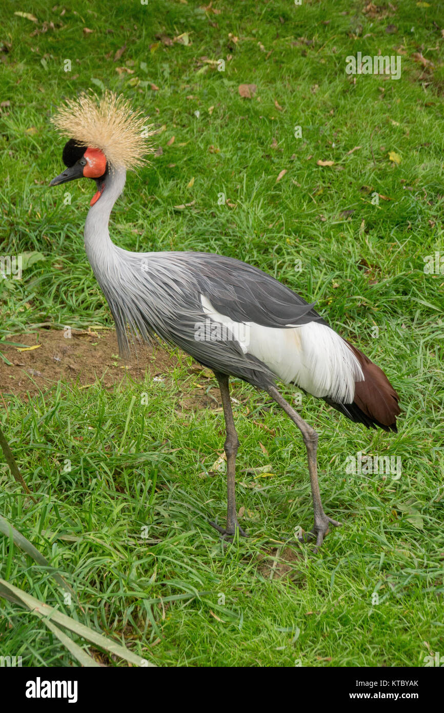 Grey Crowned Crane (Balearica regulorum) Foto Stock