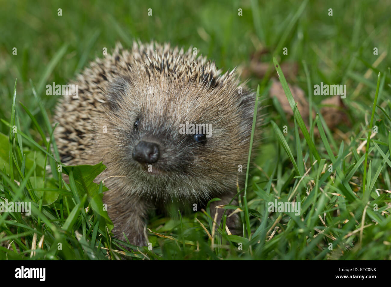 Junger Igel herbstlichen im Garten Foto Stock