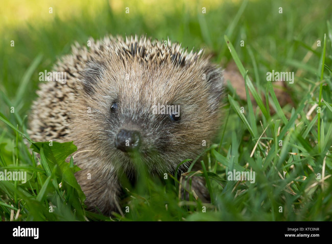 Junger Igel herbstlichen im Garten Foto Stock