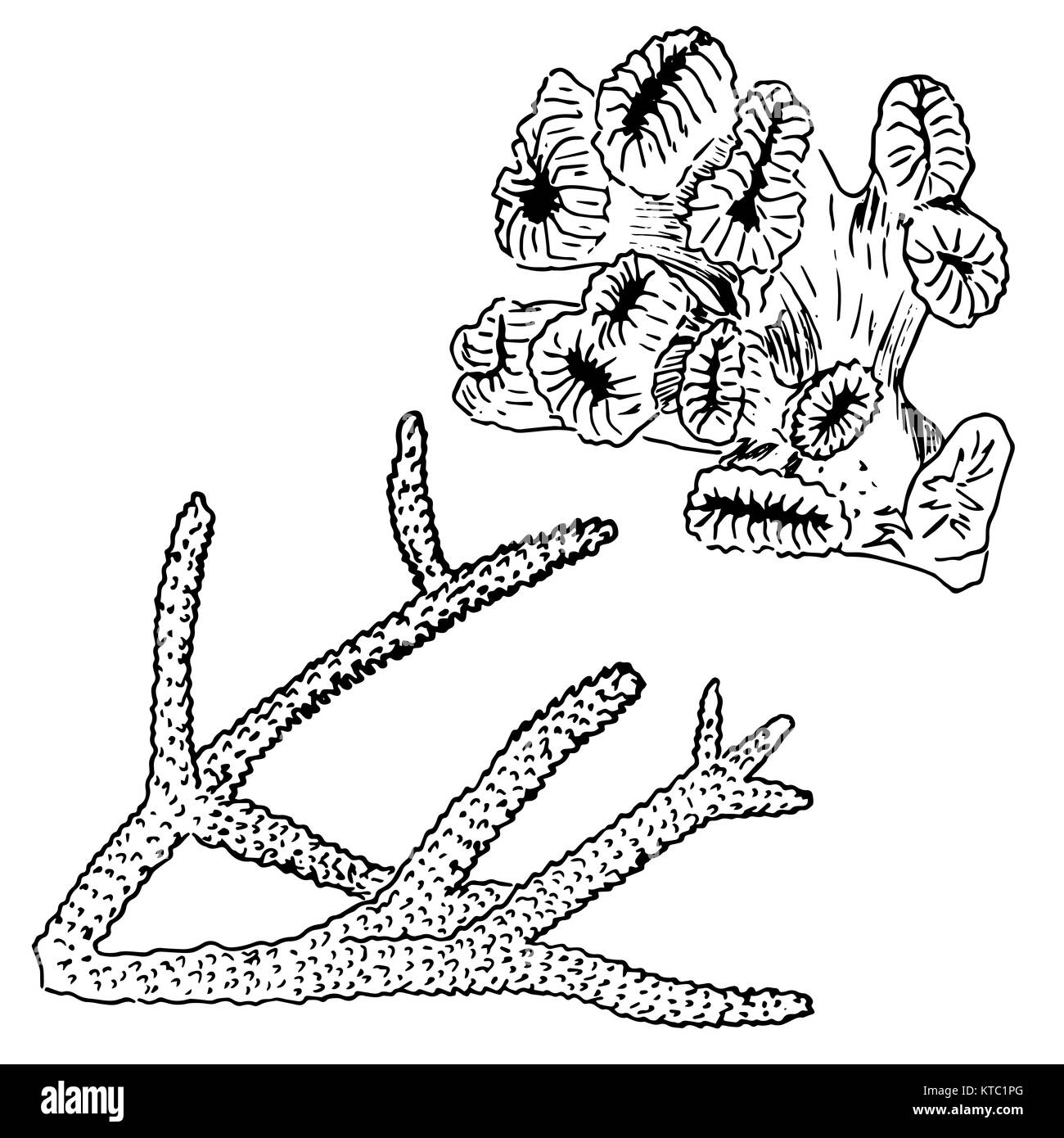 Coralli realistico sketch. coralli isolati su bianco. Foto Stock