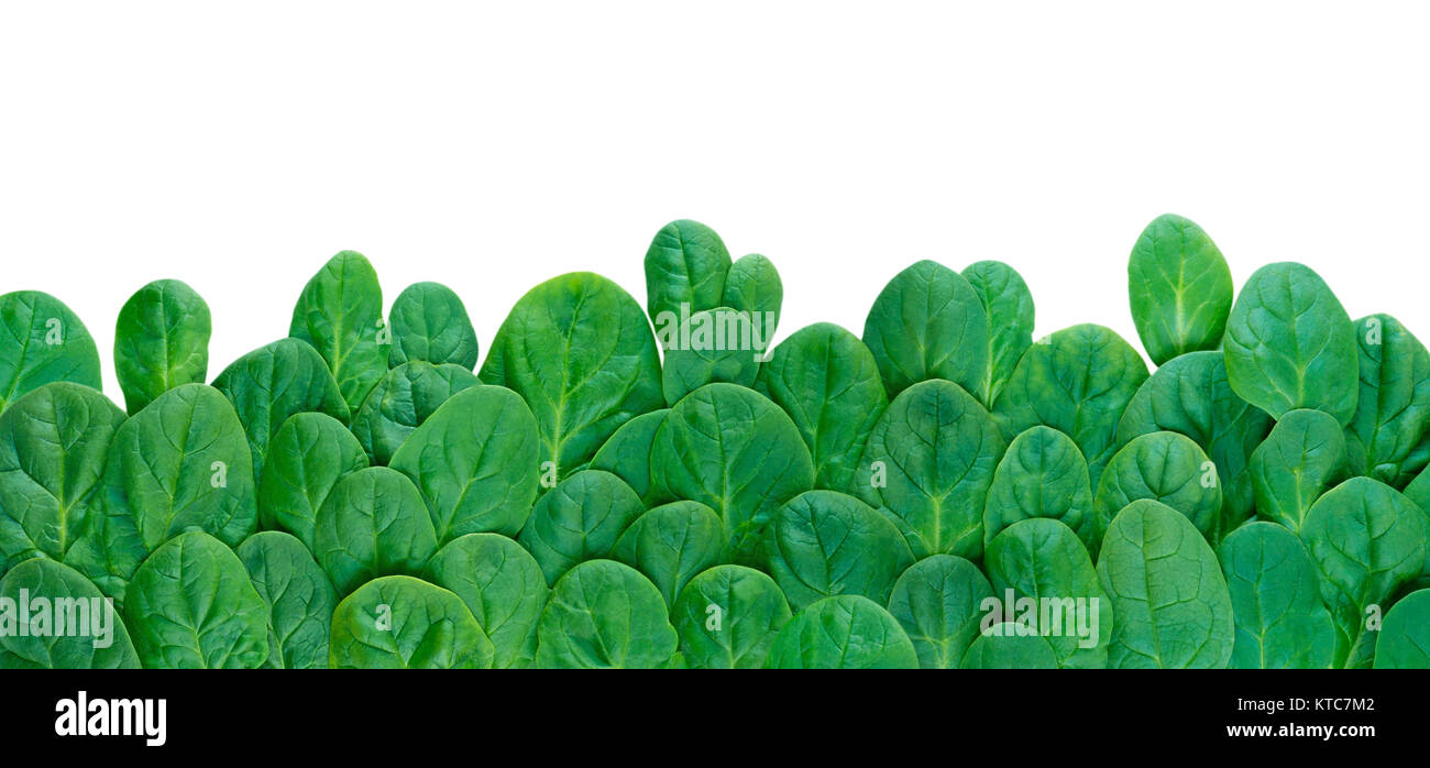 Lungo bordo orizzontale di Verde foglie di spinaci isolato su bianco Foto Stock