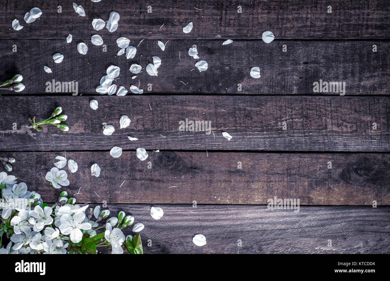 Ramo di ciliegio con fiori di colore bianco, intorno caduti petali di colore bianco Foto Stock