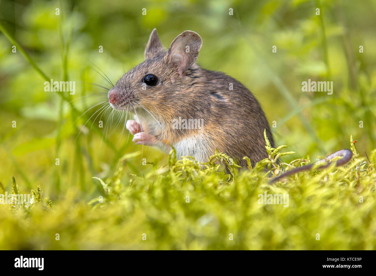 Carino Wild Wood mouse (Apodemus sylvaticus) in verde muschio ambiente naturale e guardando nella telecamera Foto Stock