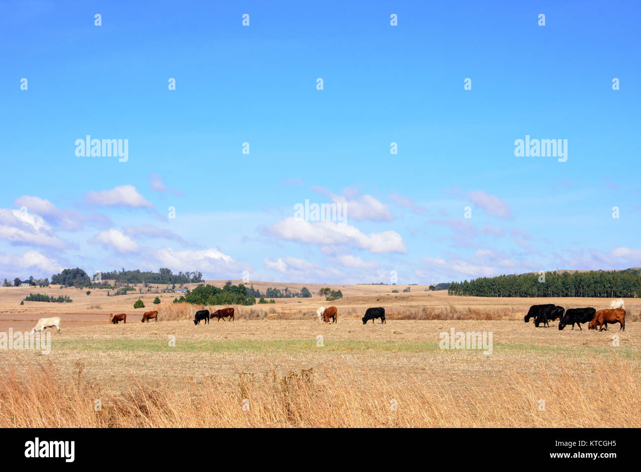 Vacche su terreni agricoli alimentazione su vecchi stocchi di mais con chiaro cielo blu con nuvole bianche, sud africa Foto Stock