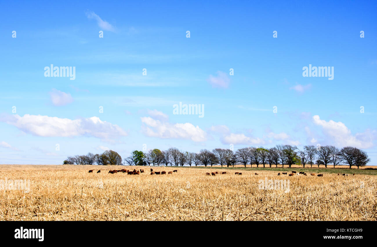 Vacche su terreni agricoli alimentazione su vecchi stocchi di mais con chiaro cielo blu con nuvole bianche, sud africa Foto Stock