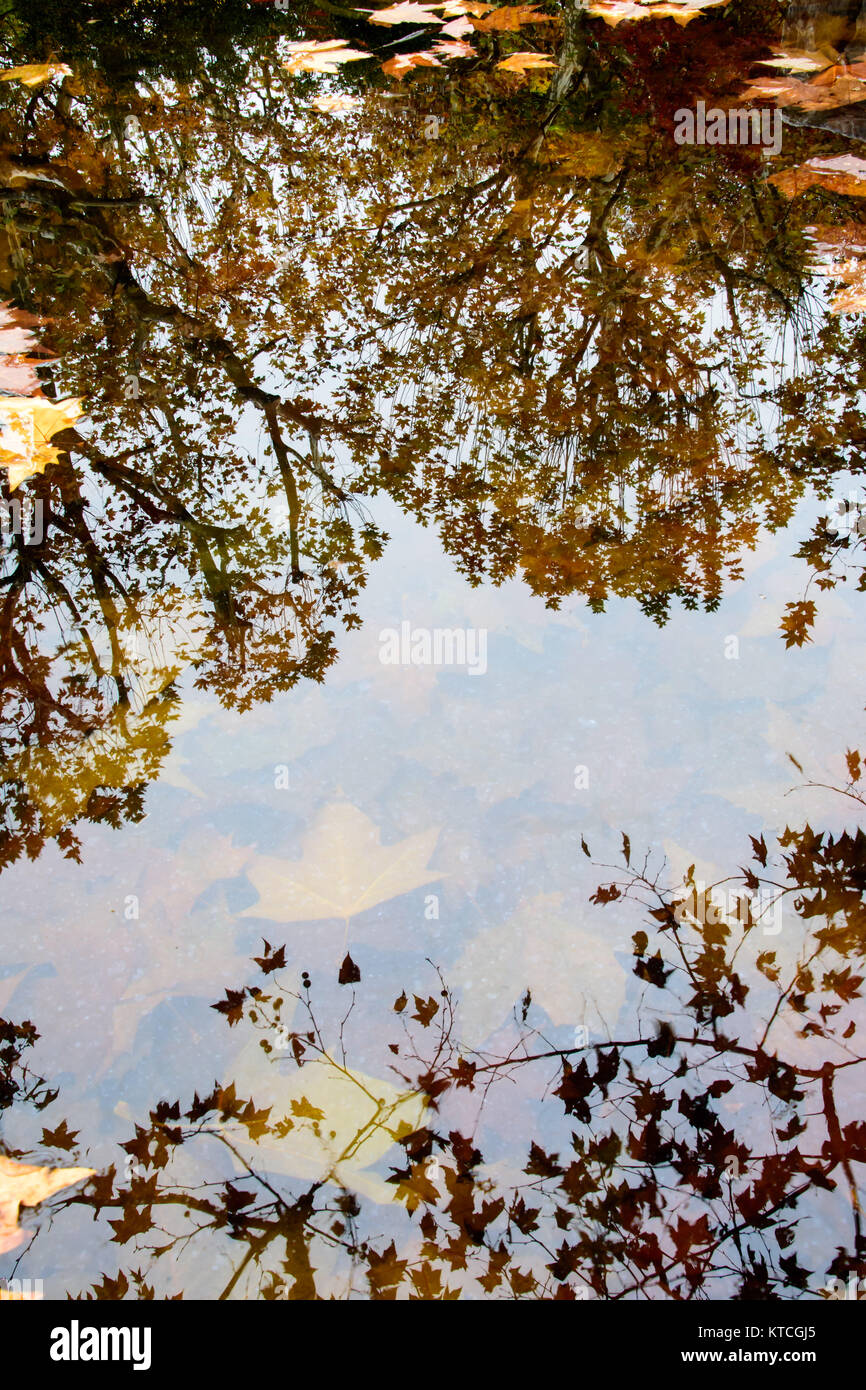 Rami di alberi con foglie di colore diverso riflessi sul lago Foto Stock