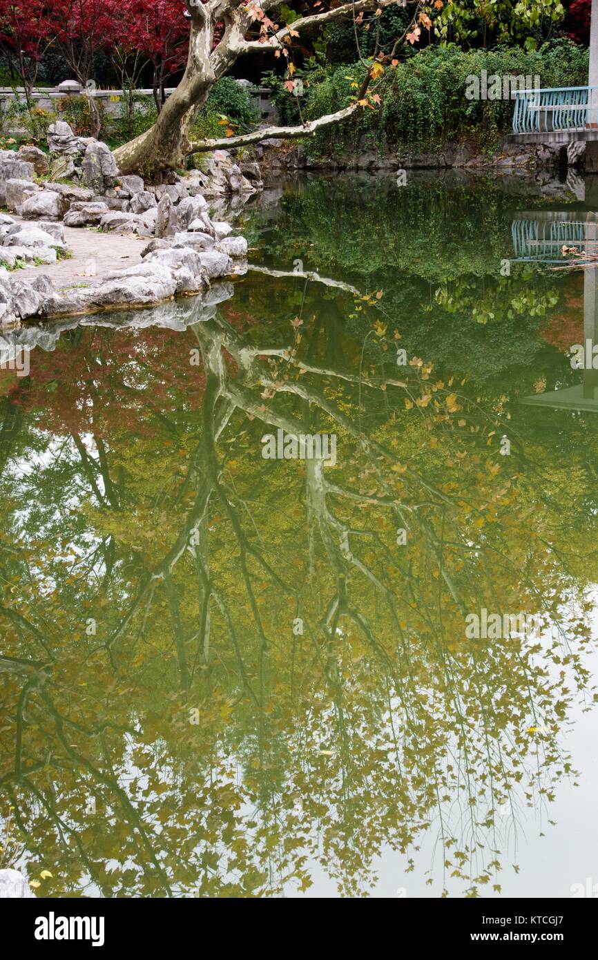 Rami di alberi con foglie di colore diverso riflessi sul lago Foto Stock