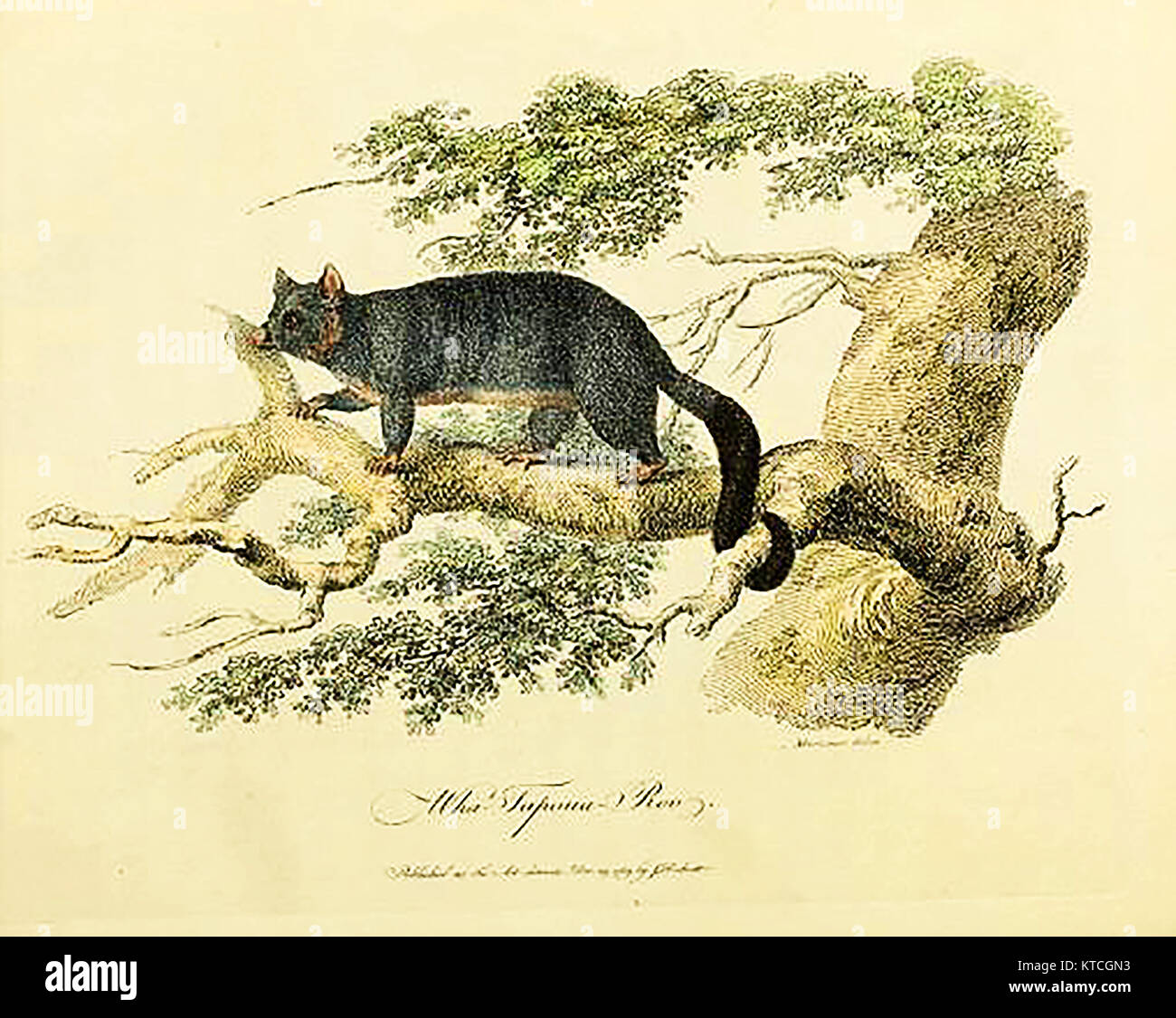 Australian wildlife - Il bianco australiano o' Wha Tapoua Roo (Comune brushtail possum)-Trichosurus volpetta o Trichosurus fuliginosus (dall ' ufficiale di un viaggio a New South Wales...' ) da John White 1790 Foto Stock