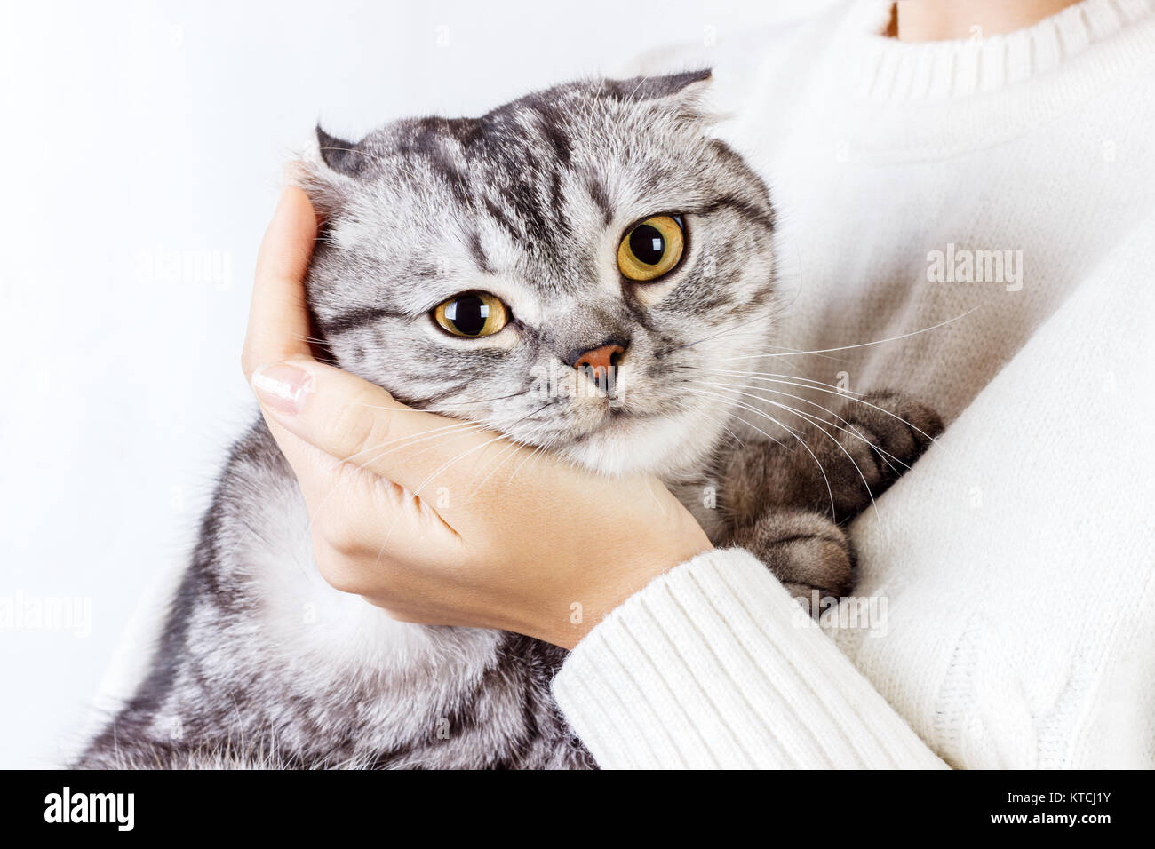 Il gatto abbraccia una mano della ragazza. Felpa lavorata a maglia con un simpatico kitty. Scottish gattino. Foto Stock