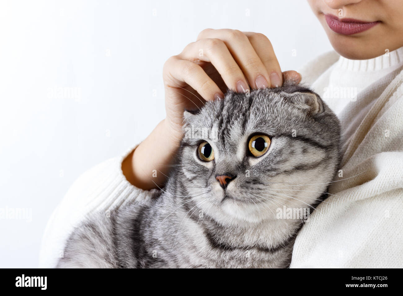 Il gatto abbraccia una mano della ragazza. Felpa lavorata a maglia con un simpatico kitty. Scottish gattino. Foto Stock