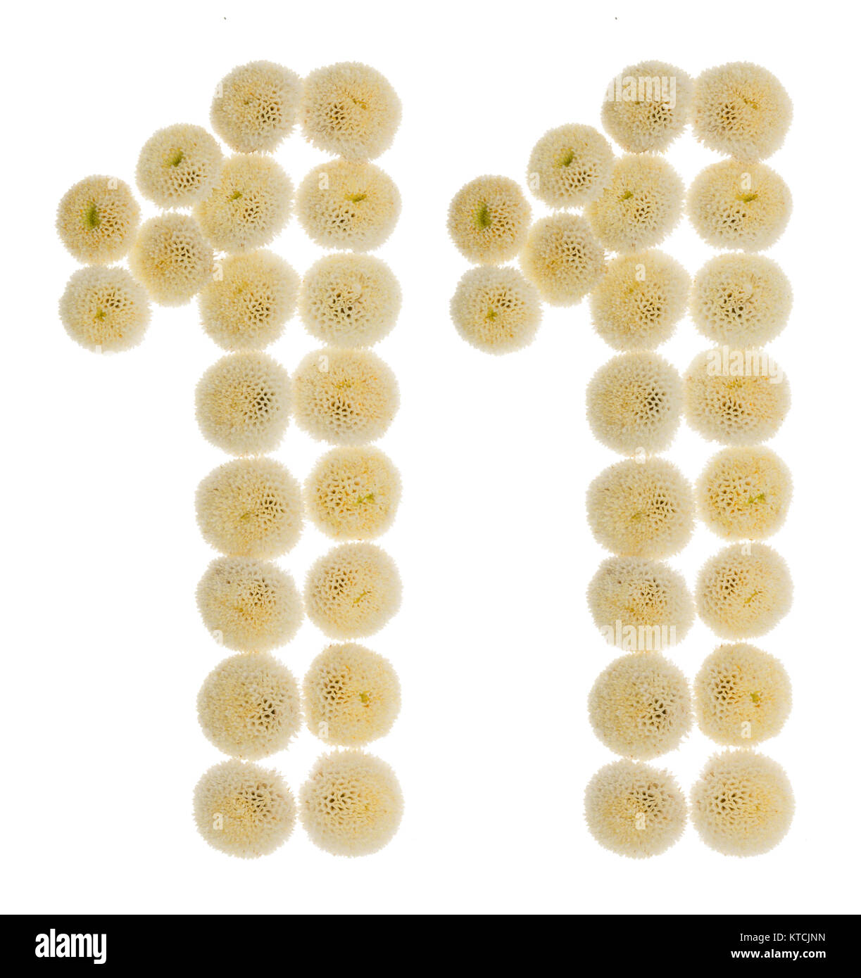 Numero arabo 11, undici, da crema fiori di crisantemo, isolato su sfondo bianco Foto Stock