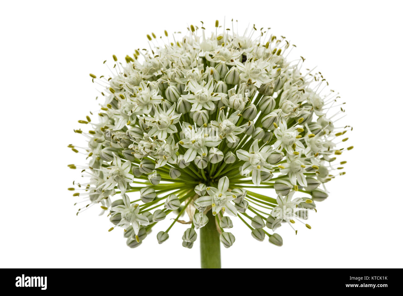 Testa di fiori di cipolla commestibile, lat. Allium cepa, isolati su sfondo bianco Foto Stock