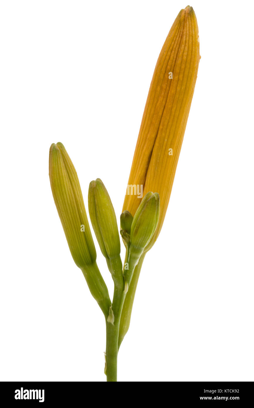 Bud del giorno-lily, isolato su sfondo bianco Foto Stock