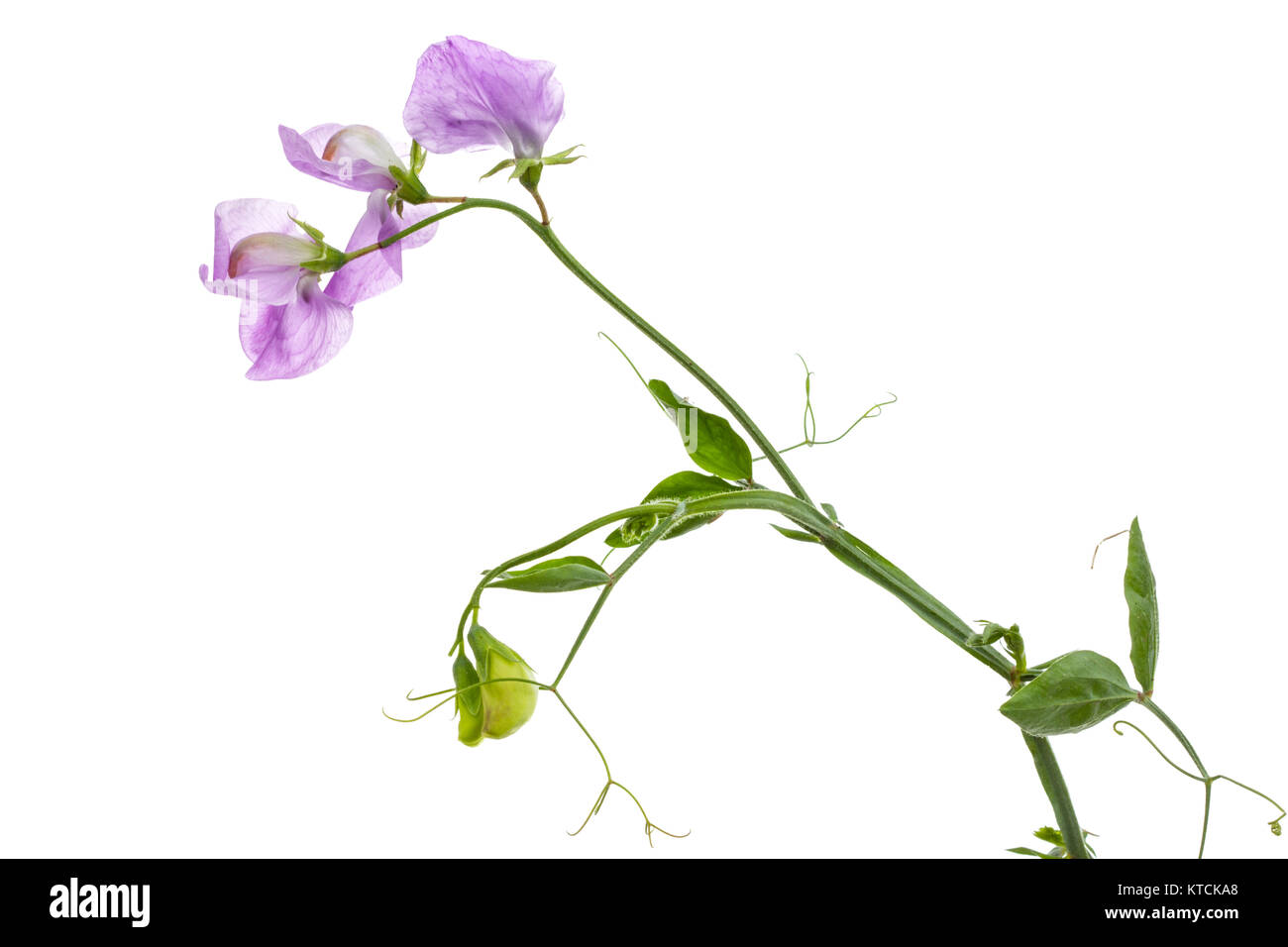 Fiori di pisello dolce, isolato su sfondo bianco Foto Stock